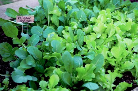 meyer-lemon-vinaigrette-dressing