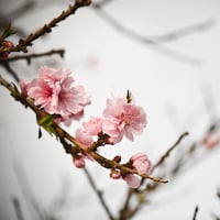 Thumbnail image for Early Spring