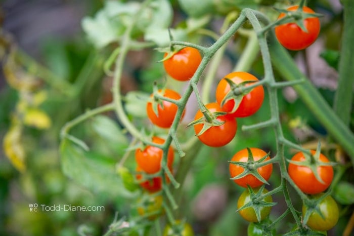 sungold heirloom tomato 