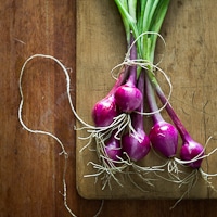 Thumbnail image for Life patience, enjoying the process & growing cipolla onions