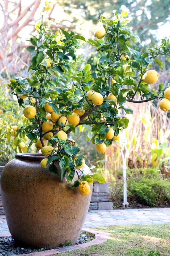 trees in planters. trees in terra cotta pots