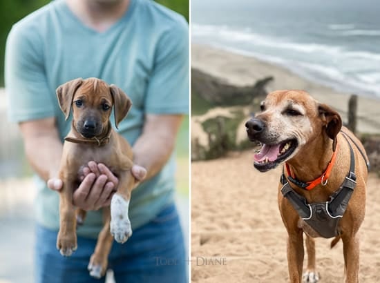 lexi puppy Rhodesian ridgeback 