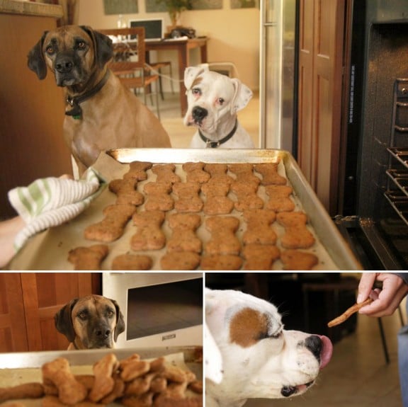 Sierra and Dante with biscuits 