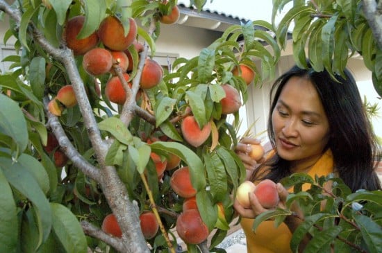 white-peach-sorrel-salad