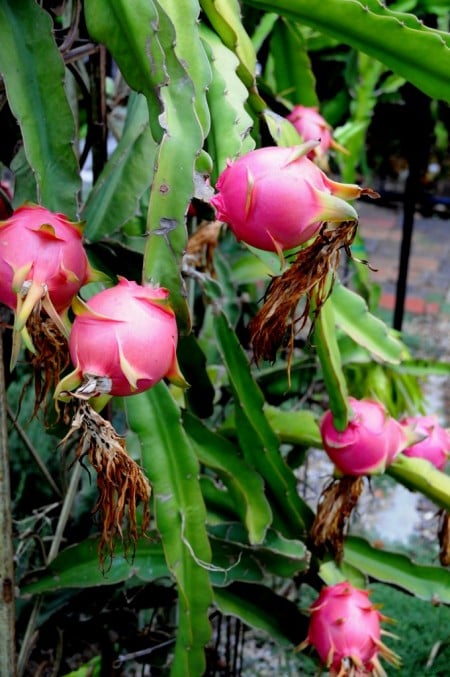 Dragon Fruit Flowers and Dragon Fruit Vines Plant | @whiteonrice