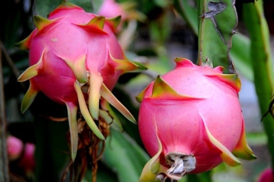 Dragon Fruit Flower Bud Royalty-Free Images, Stock Photos & Pictures