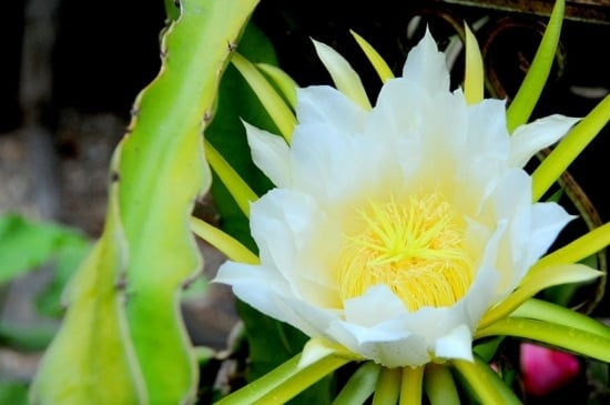 POWERS TO FLOWERS - EPIPHYLLUM LINGUA DI SUOCERA A FIORE GIGANTE BIANCO,  CARPOBROTUS BIANCO, e PITAYA FRUTTO DEL DRAGO A POLPA ROSSA, vaso 12cm,  piante vere - powers to flowers - piante e fiori