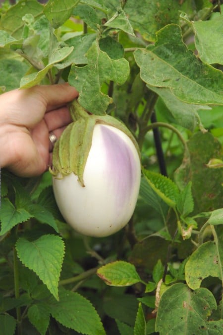variety rosa bianca eggplant | whiteonricecouple.com