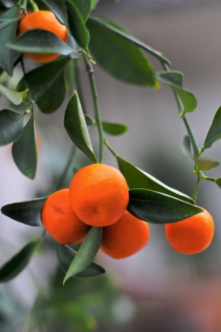 kalamansi-limes-calamondin-oranges