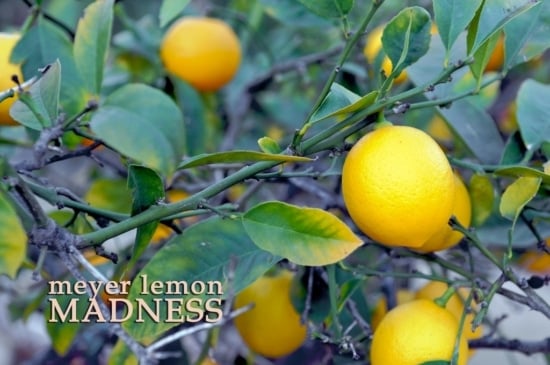 citrus lemon salad dressing recipe by WhiteOnRiceCouple.com
