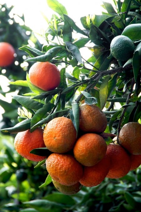 fremont mandarin tree 