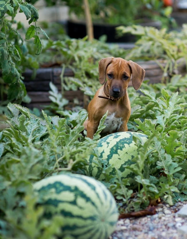 How to pick sweet watermelon ? Lexi in garden 