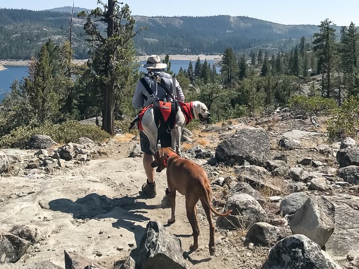 Dog rescue harness | whiteonricecouple.com