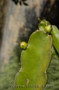 Dragon fruit flower buds from whiteonricecouple.com