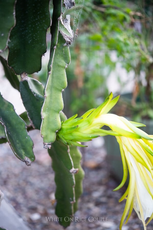 pitaya flowers on vine 