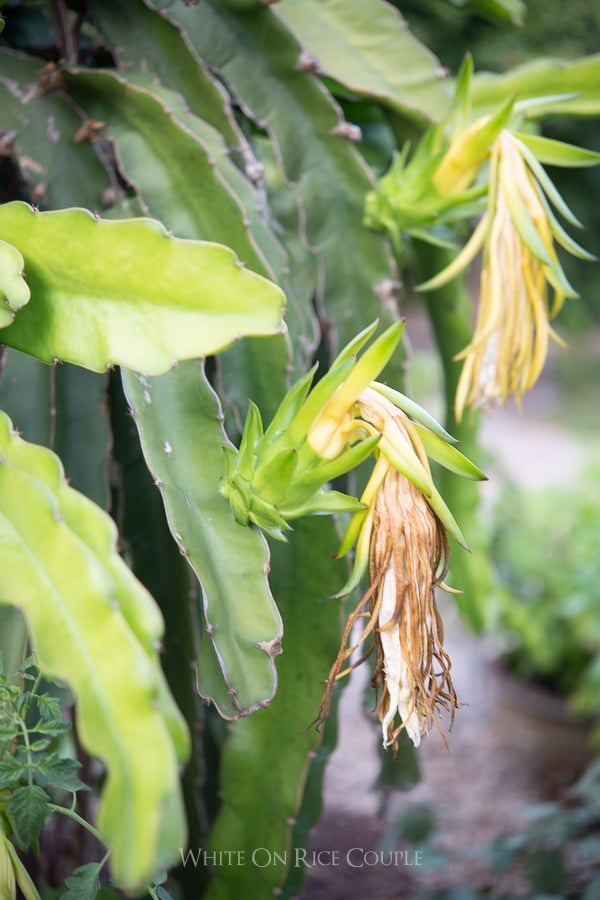 pitaya flowers on vine 