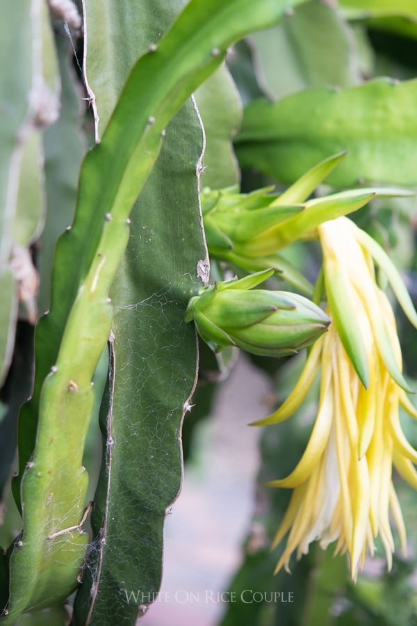 flower buds 