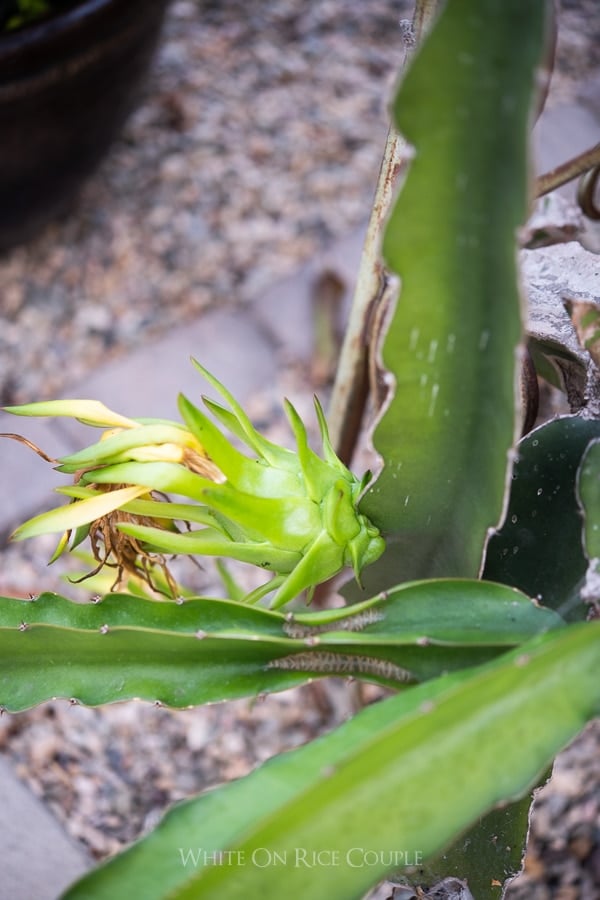 pitaya plant fruit and flowers | WhiteOnRiceCouple.com