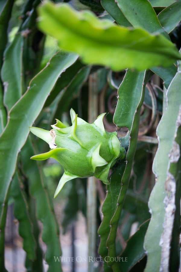 Pitaya vines and flowers | WhiteOnRiceCouple.com