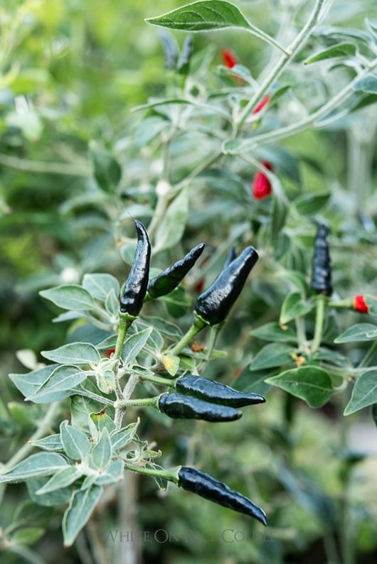 Goats weed pepper or Black cobra chili pepper