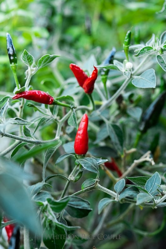 Chilli Black Cobra an Amazing Variety Sustainably Grown in Australia 10 Seeds 