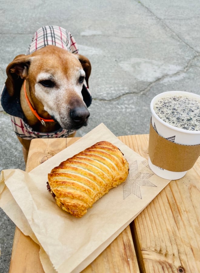 How to Care for old Dogs Living and Caring Tips with Old Senior Dogs