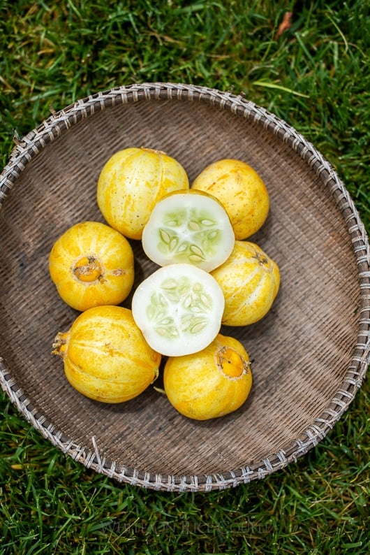 What is a lemon cucumber? How to grow a lemon cucumber | @whiteonrice