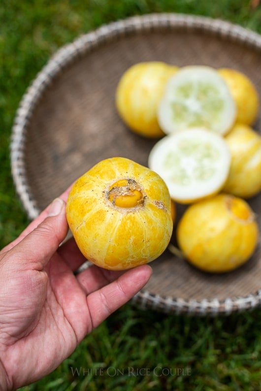 What is a lemon cucumber? How to grow a lemon cucumber | @whiteonrice