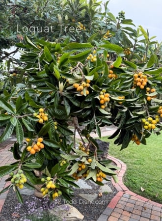 loquat tree with lots of fruit