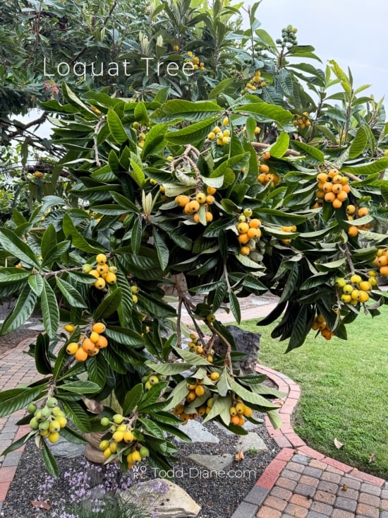 loquat tree with lots of fruit
