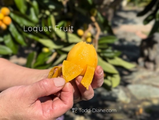 peeling loquat tree fruit