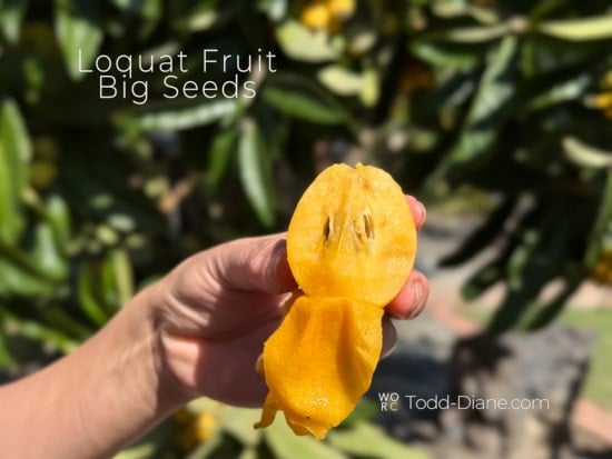 loquat fruit with seeds 