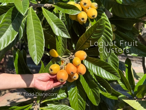 Loquat Tree and What are Loquats? | White On Rice Couple