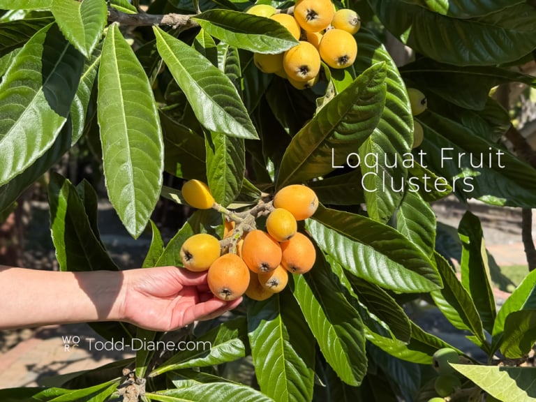 Mini Loquat Tree Loquat Tree and What are Loquats? | White On Rice Couple