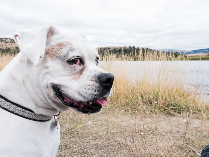 Montana Fly Fishing Trip in Bozeman, Missoula, Bitterroot mountains and the Madison River | @whiteonrice