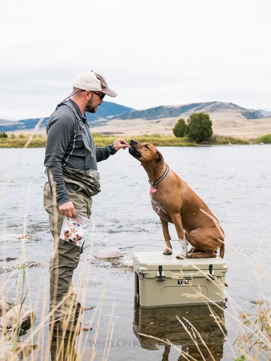 Madison Apple - Fly Fishing With Dog Missouri River Montana