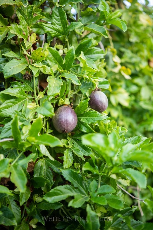 Passion fruit vines with fruit