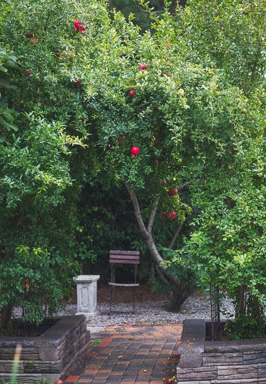 Pomegranate trees in Todd and Diane's Garden | @whiteonrice