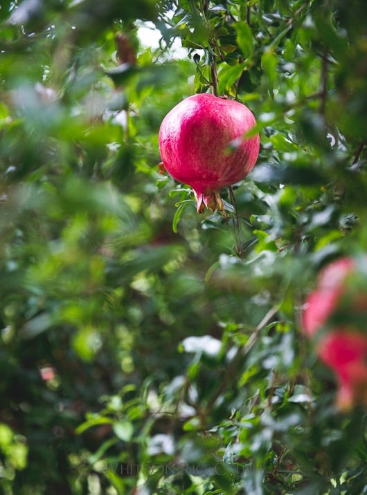 Pomegranate trees in Todd and Diane's Garden | @whiteonrice