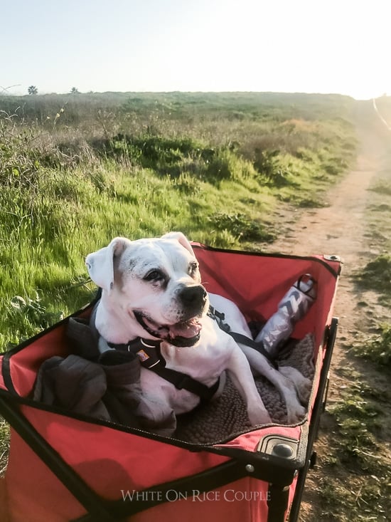 Wagon for Senior Dog who can't walk | WhiteOnRiceCouple.com