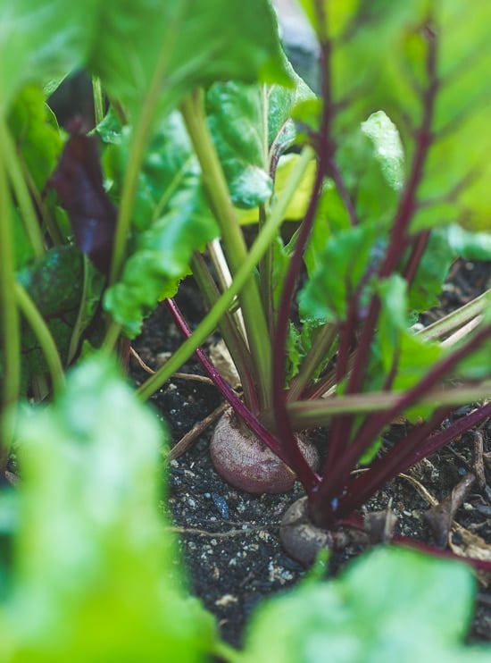 Simple and Delicious Beet Greens Recipe