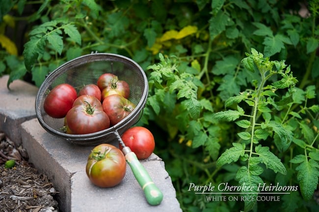 purple cherokee heirloom tomatoes by whiteonricecouple.com