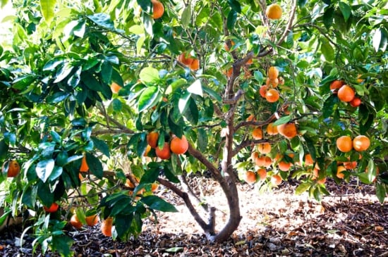 Our tree ro Blood Orange Margarita Cocktail Recipe