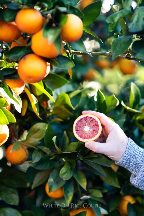 Blood Orange Tree with Blood Oranges @whiteonrice