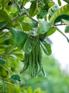 buddhas hand tree | whiteonricecouple.com