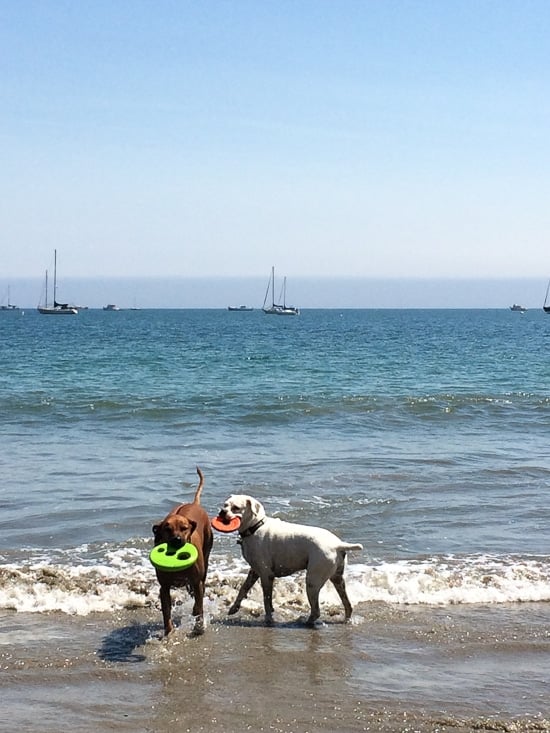 are dogs allowed on california beaches