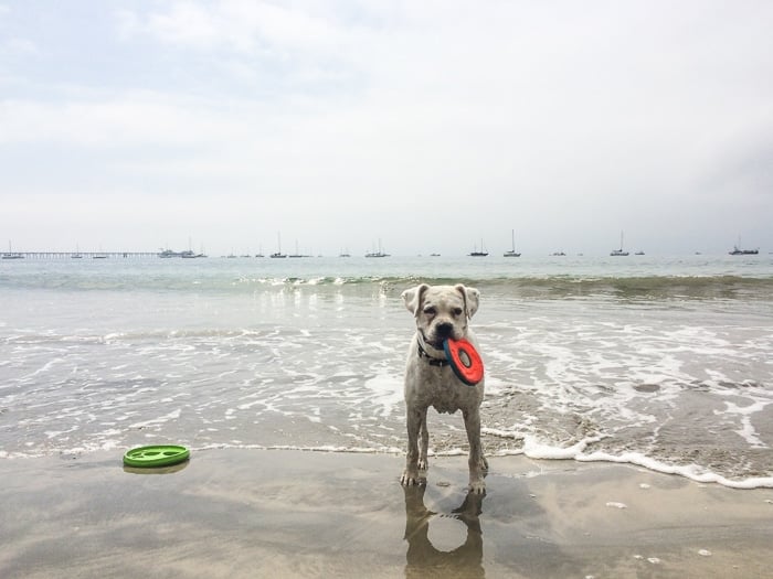 Where to take your dog on California Coast Road Trip that's dog friendly and leash free | @whiteonrice