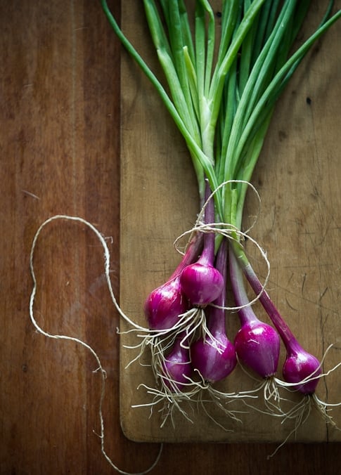 How to Grow cipolla onions @whiteonrice