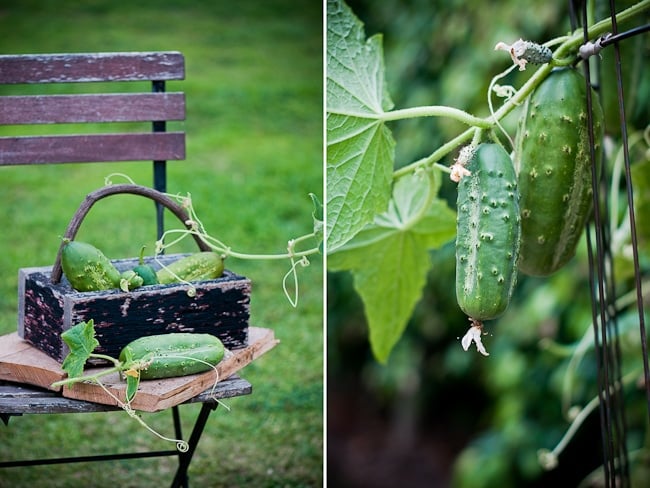 home grown cucumbers 