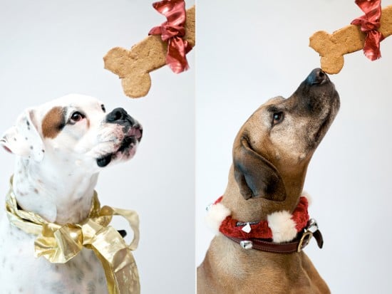 dante and sierra with dog biscuits recipe 